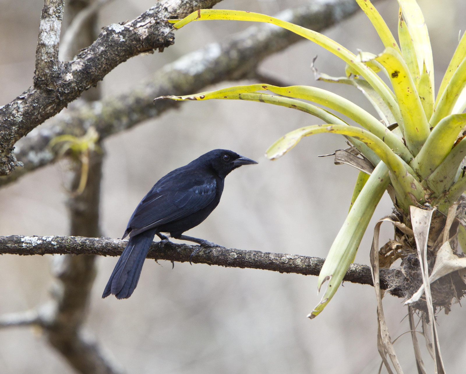 image Scrub Blackbird